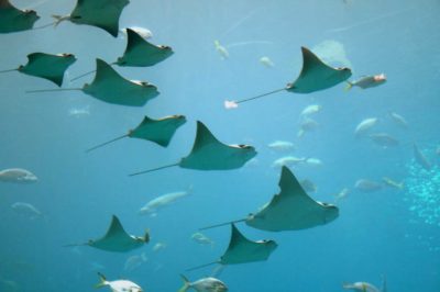 sting rays, nature's inspiration for culture building at companies
